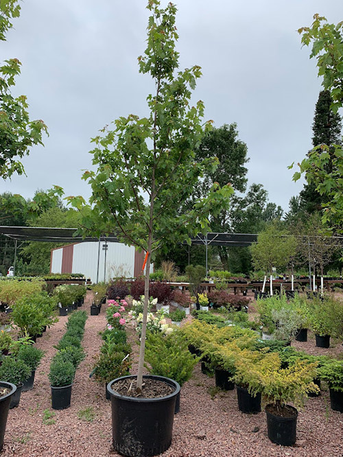 Garden Center